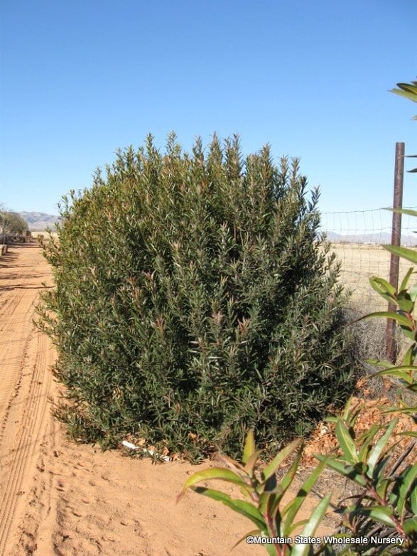 Shop Plants & More | Gila Watershed Partnership