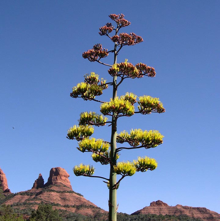 で最短翌日お届け Agave parryi ´Border Guard´ 86 - 観葉植物